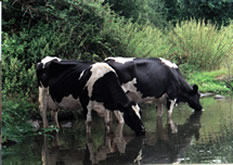 Drinking from Rushford Lake